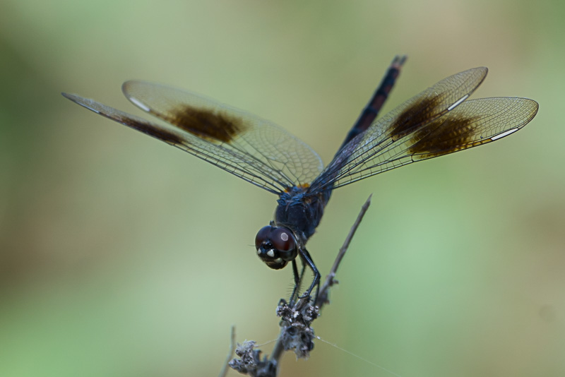 Four-spotted Pennant